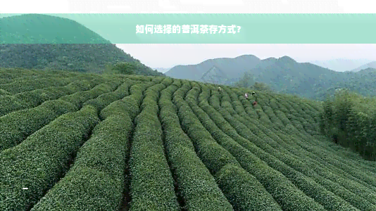 如何选择的普洱茶存方式？