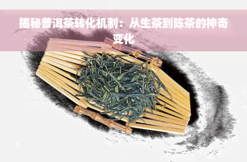 揭秘普洱茶转化机制：从生茶到陈茶的神奇变化