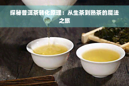 探秘普洱茶转化原理：从生茶到熟茶的魔法之旅