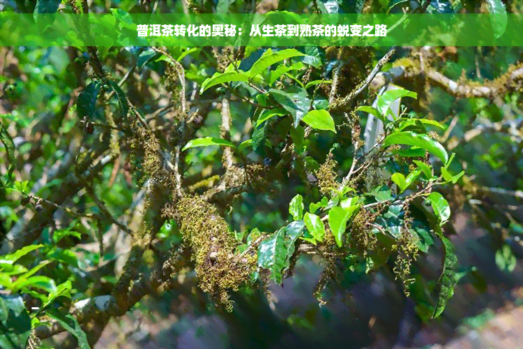 普洱茶转化的奥秘：从生茶到熟茶的蜕变之路