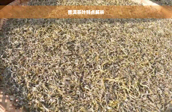 普洱茶叶特点解析