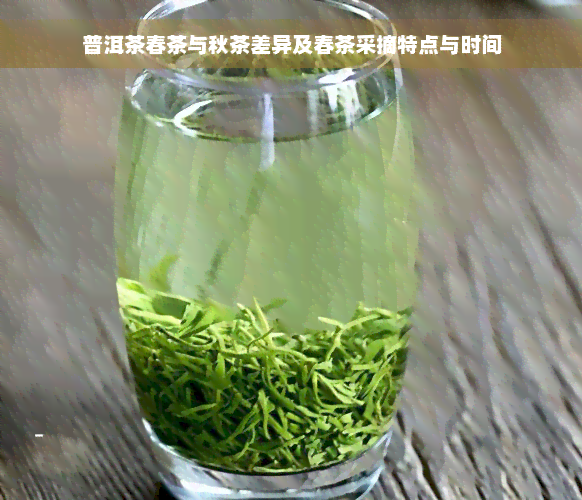 普洱茶春茶与秋茶差异及春茶采摘特点与时间