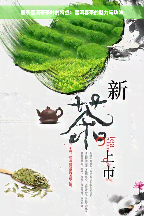 春茶普洱茶茶叶的特点：普洱春茶的魅力与功效