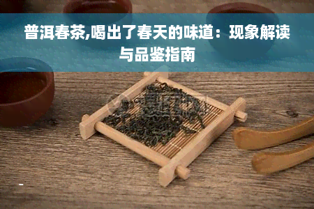 普洱春茶,喝出了春天的味道：现象解读与品鉴指南