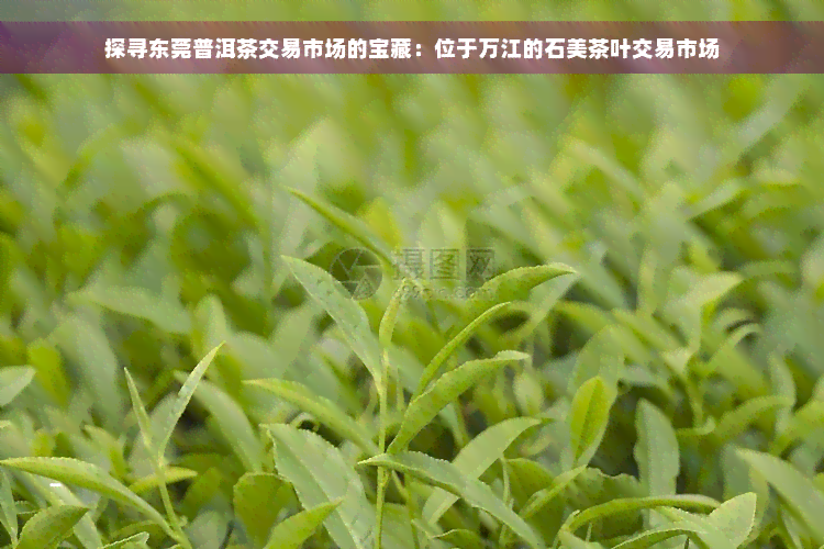 探寻东莞普洱茶交易市场的宝藏：位于万江的石美茶叶交易市场