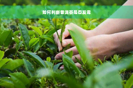 如何判断普洱茶是否发霉