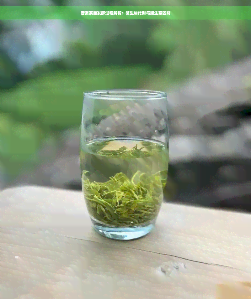 普洱茶后发酵过程解析：微生物代谢与熟生茶区别