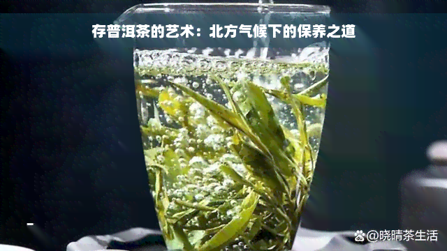 存普洱茶的艺术：北方气候下的保养之道