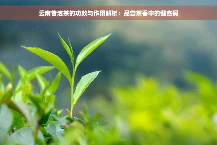 云南普洱茶的功效与作用解析：品尝茶香中的健密码