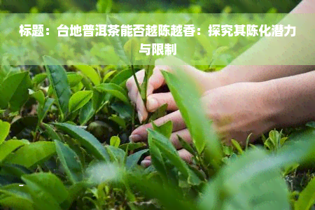 标题：台地普洱茶能否越陈越香：探究其陈化潜力与限制