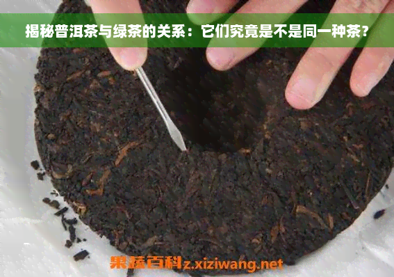 揭秘普洱茶与绿茶的关系：它们究竟是不是同一种茶？