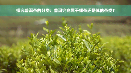 探究普洱茶的分类：普洱究竟属于绿茶还是其他茶类？