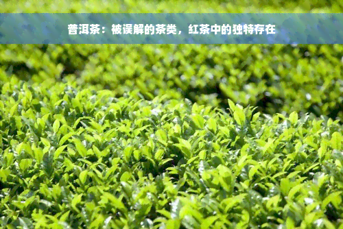 普洱茶：被误解的茶类，红茶中的独特存在