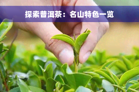 探索普洱茶：名山特色一览