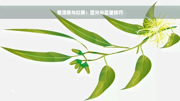 普洱茶与红茶：区分与品鉴技巧