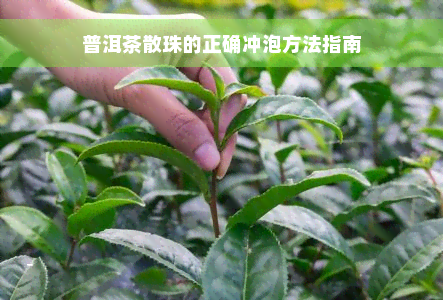 普洱茶散珠的正确冲泡方法指南