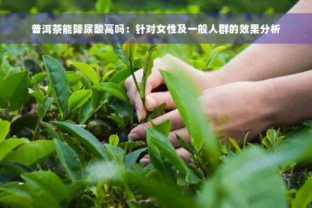 普洱茶能降尿酸高吗：针对女性及一般人群的效果分析