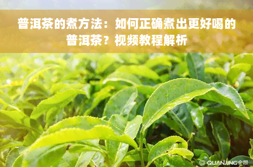 普洱茶的煮方法：如何正确煮出更好喝的普洱茶？视频教程解析