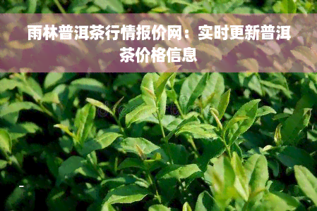 雨林普洱茶行情报价网：实时更新普洱茶价格信息