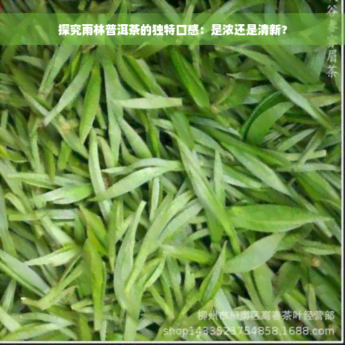 探究雨林普洱茶的独特口感：是浓还是清新？