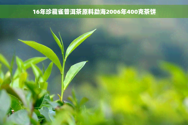 16年珍藏雀普洱茶原料勐海2006年400克茶饼