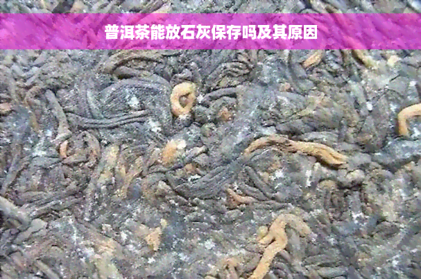 普洱茶能放石灰保存吗及其原因