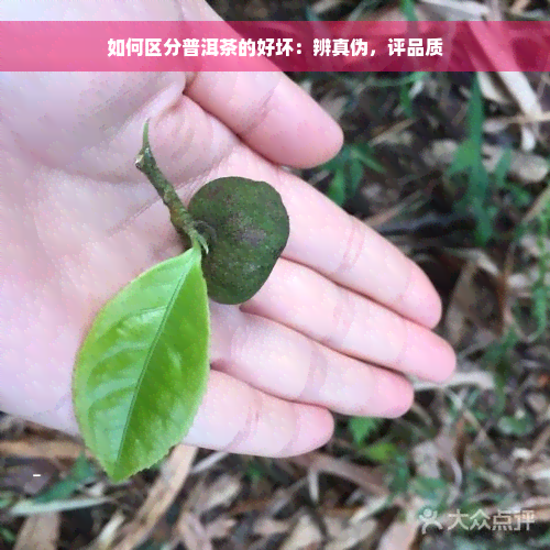 如何区分普洱茶的好坏：辨真伪，评品质