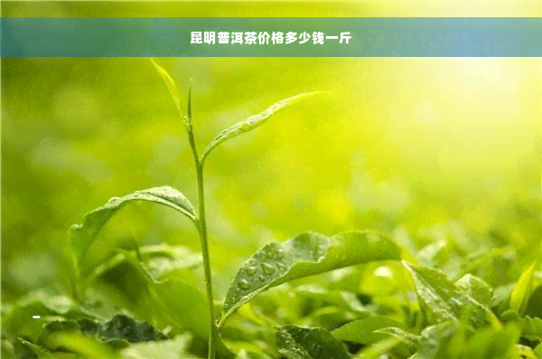 昆明普洱茶价格多少钱一斤