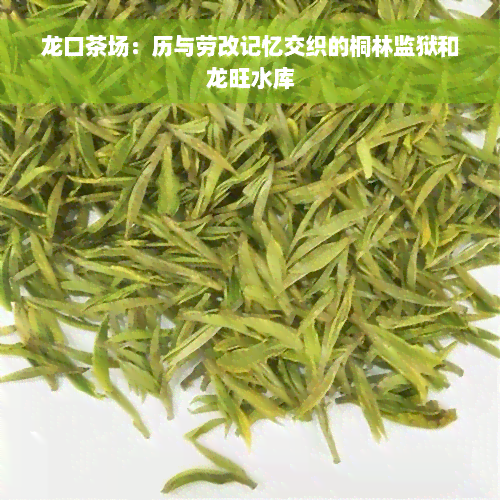 龙口茶场：历与劳改记忆交织的桐林监狱和龙旺水库