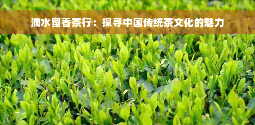 滴水留香茶行：探寻中国传统茶文化的魅力