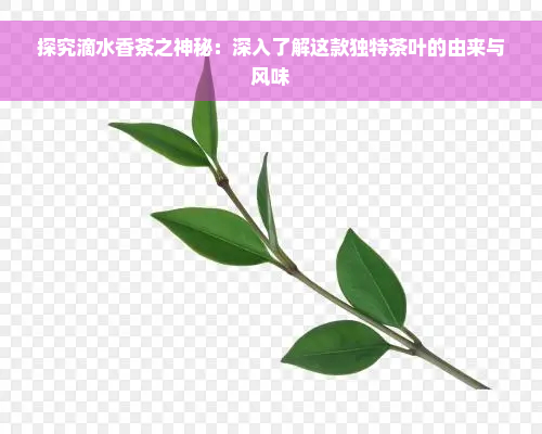 探究滴水香茶之神秘：深入了解这款独特茶叶的由来与风味