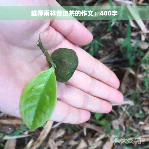 推荐雨林普洱茶的作文：400字