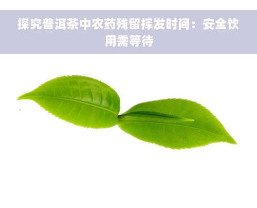 探究普洱茶中农药残留挥发时间：安全饮用需等待