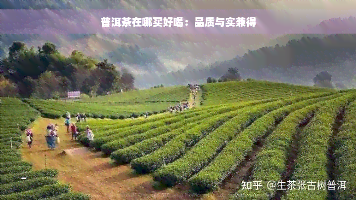 普洱茶在哪买好喝：品质与实兼得