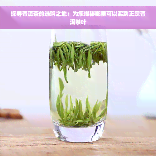 探寻普洱茶的选购之地：为您揭秘哪里可以买到正宗普洱茶叶