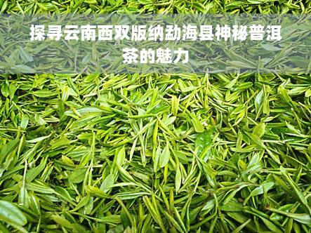 探寻云南西双版纳勐海县神秘普洱茶的魅力