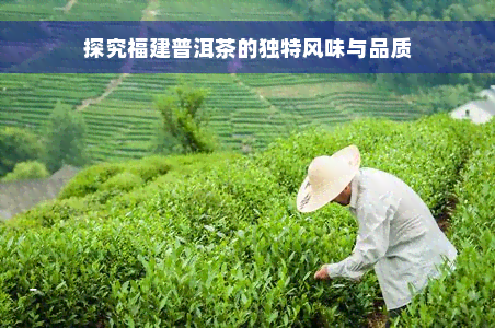 探究福建普洱茶的独特风味与品质