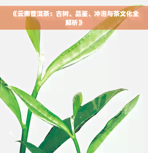 《云南普洱茶：古树、品鉴、冲泡与茶文化全解析》