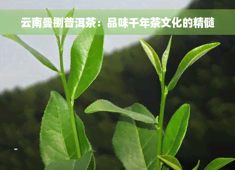 云南曼捌普洱茶：品味千年茶文化的精髓