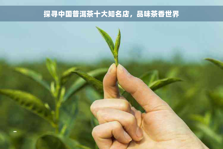 探寻中国普洱茶十大知名店，品味茶香世界