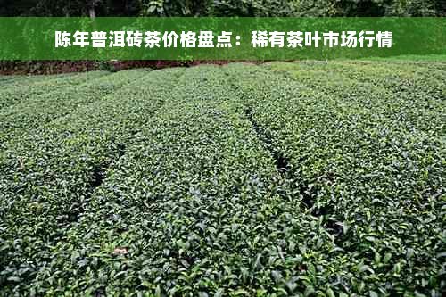 陈年普洱砖茶价格盘点：稀有茶叶市场行情