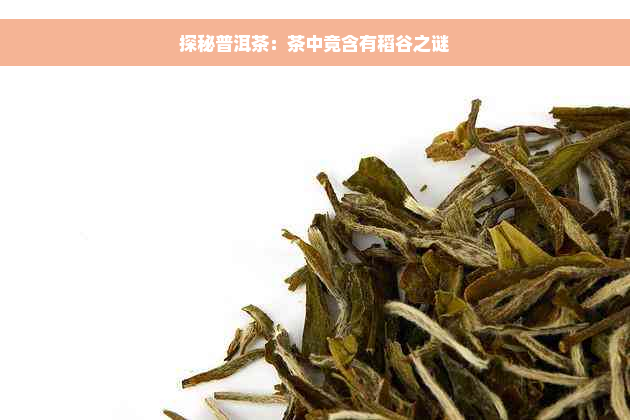 探秘普洱茶：茶中竟含有稻谷之谜