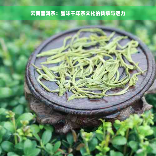 云南普洱茶：品味千年茶文化的传承与魅力