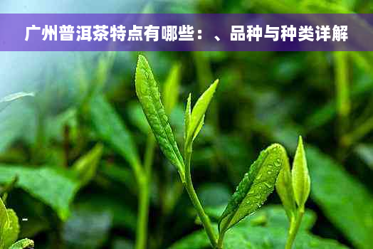 广州普洱茶特点有哪些：、品种与种类详解