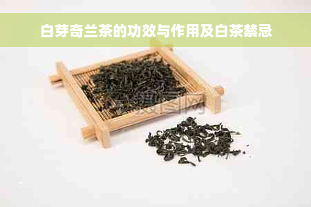 白芽奇兰茶的功效与作用及白茶禁忌