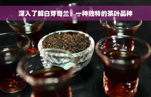 深入了解白芽奇兰：一种独特的茶叶品种