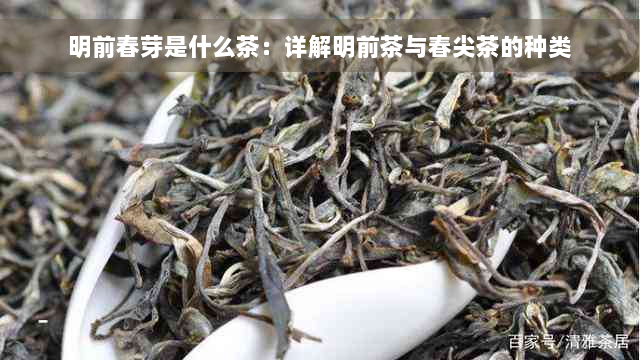 明前春芽是什么茶：详解明前茶与春尖茶的种类