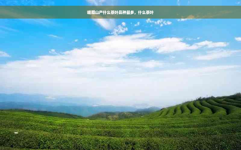 峨眉山产什么茶叶品种最多，什么茶叶