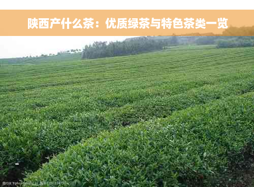 陕西产什么茶：优质绿茶与特色茶类一览