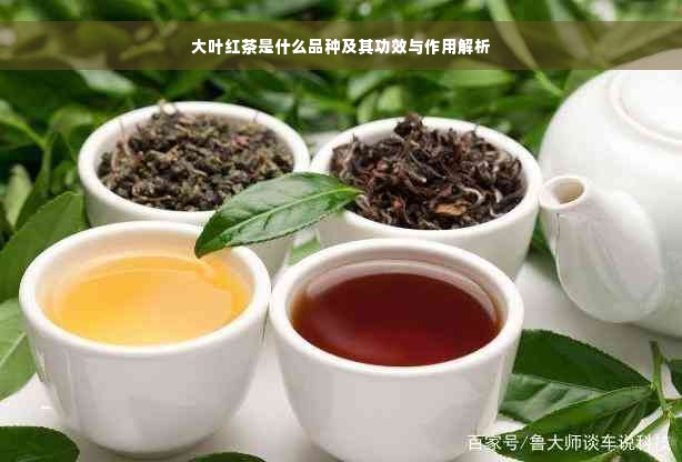 大叶红茶是什么品种及其功效与作用解析